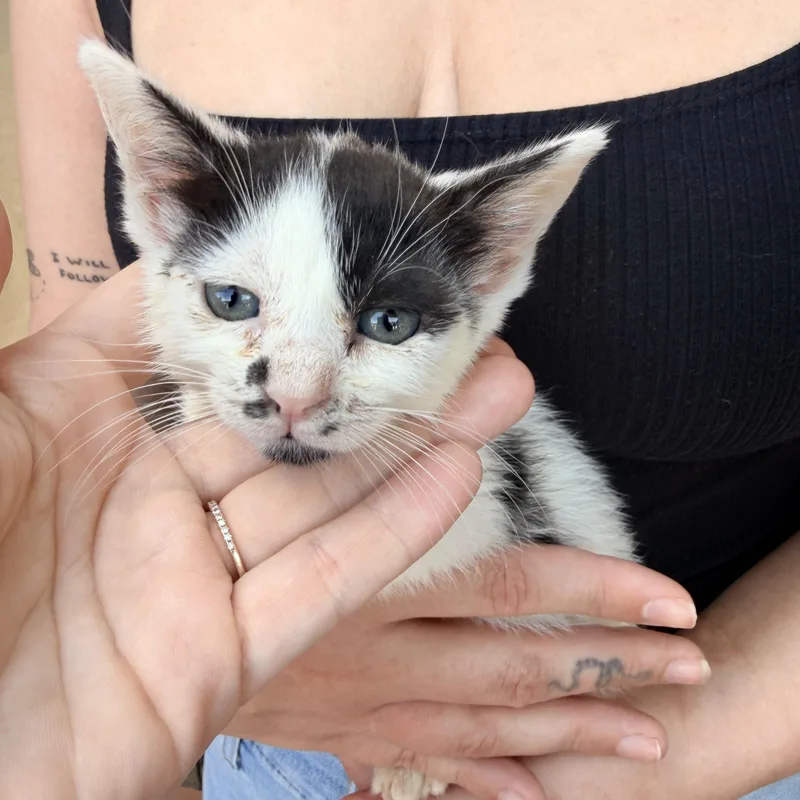 A baby medium-sized female Domestic Short Hair cat named Ruby for adoption in Penryn, CA