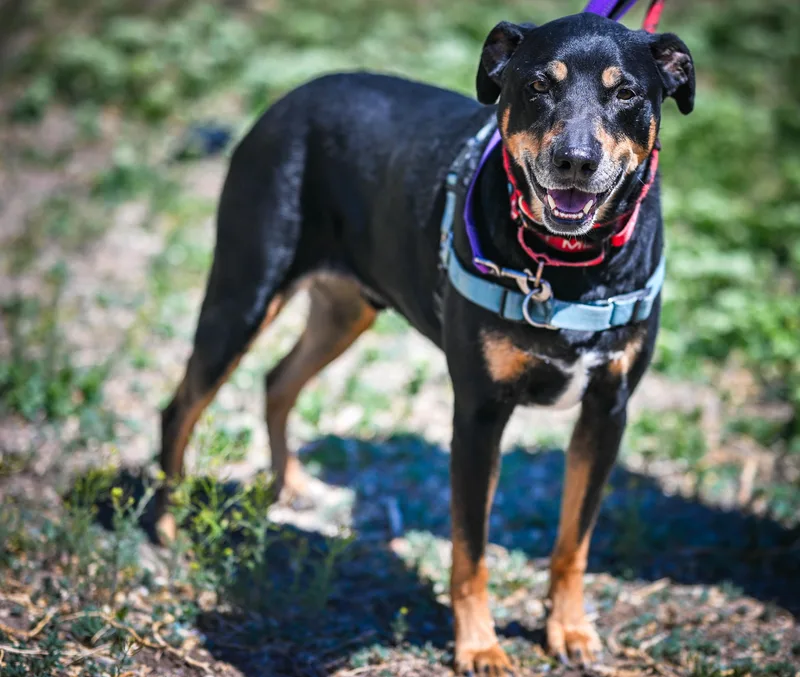 Baxter Roo thumbnail 2