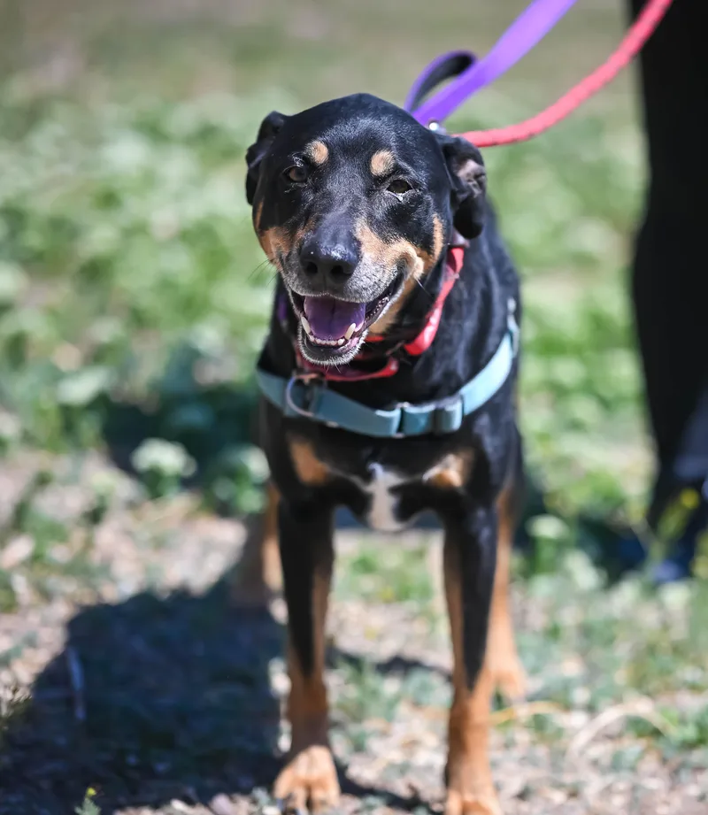 A senior large-sized male Bicolor Rottweiler dog named Baxter Roo for adoption in Pueblo, CO