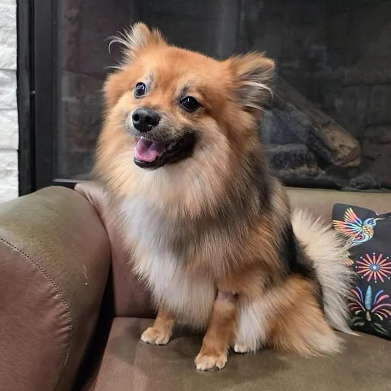 A young medium-sized male Red / Chestnut / Orange Pomeranian dog named Okie Dokie for adoption in Hinsdale, IL