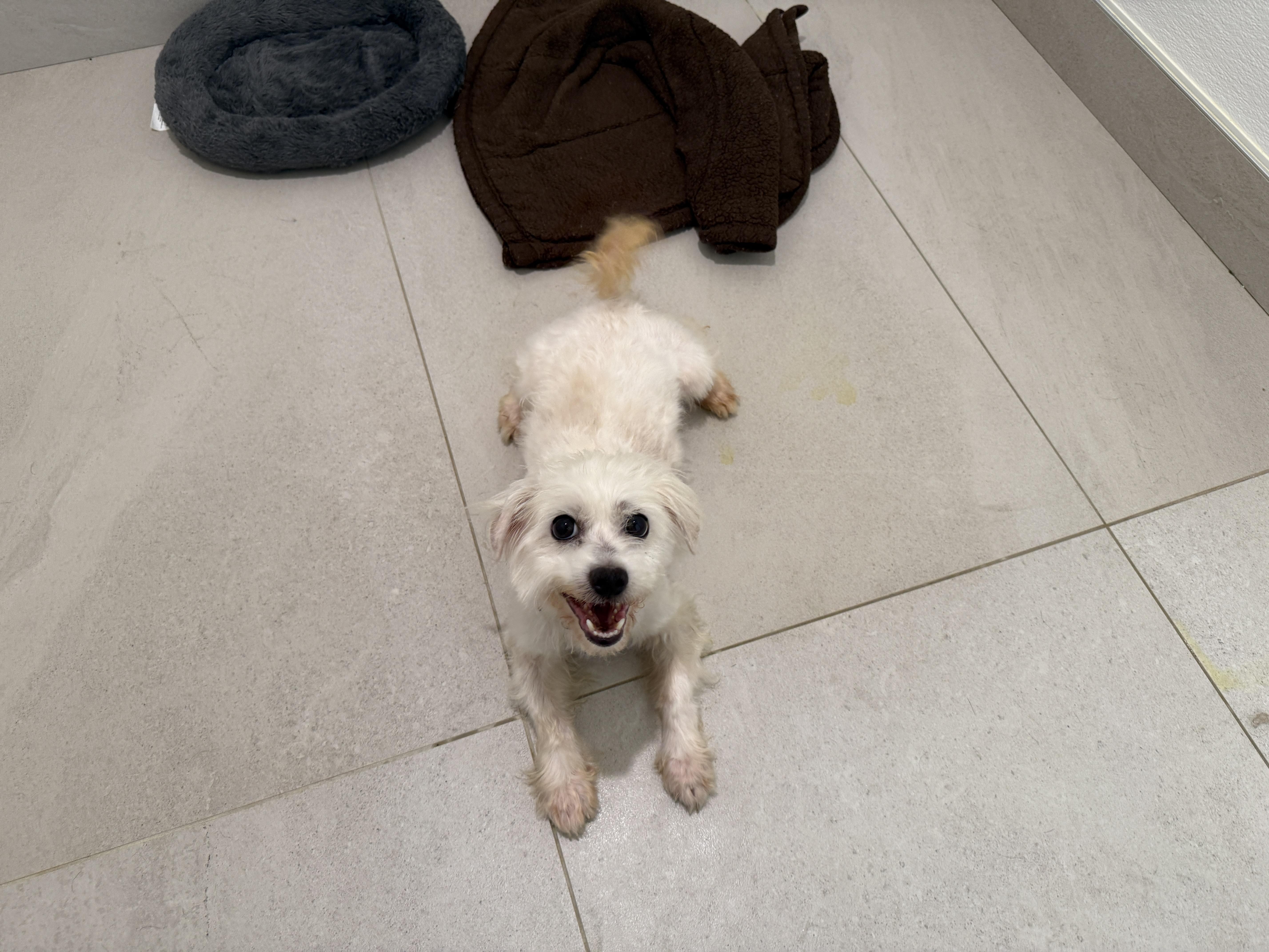 An adult small-sized male White / Cream Havanese dog named Tito for adoption in Evanston, IL