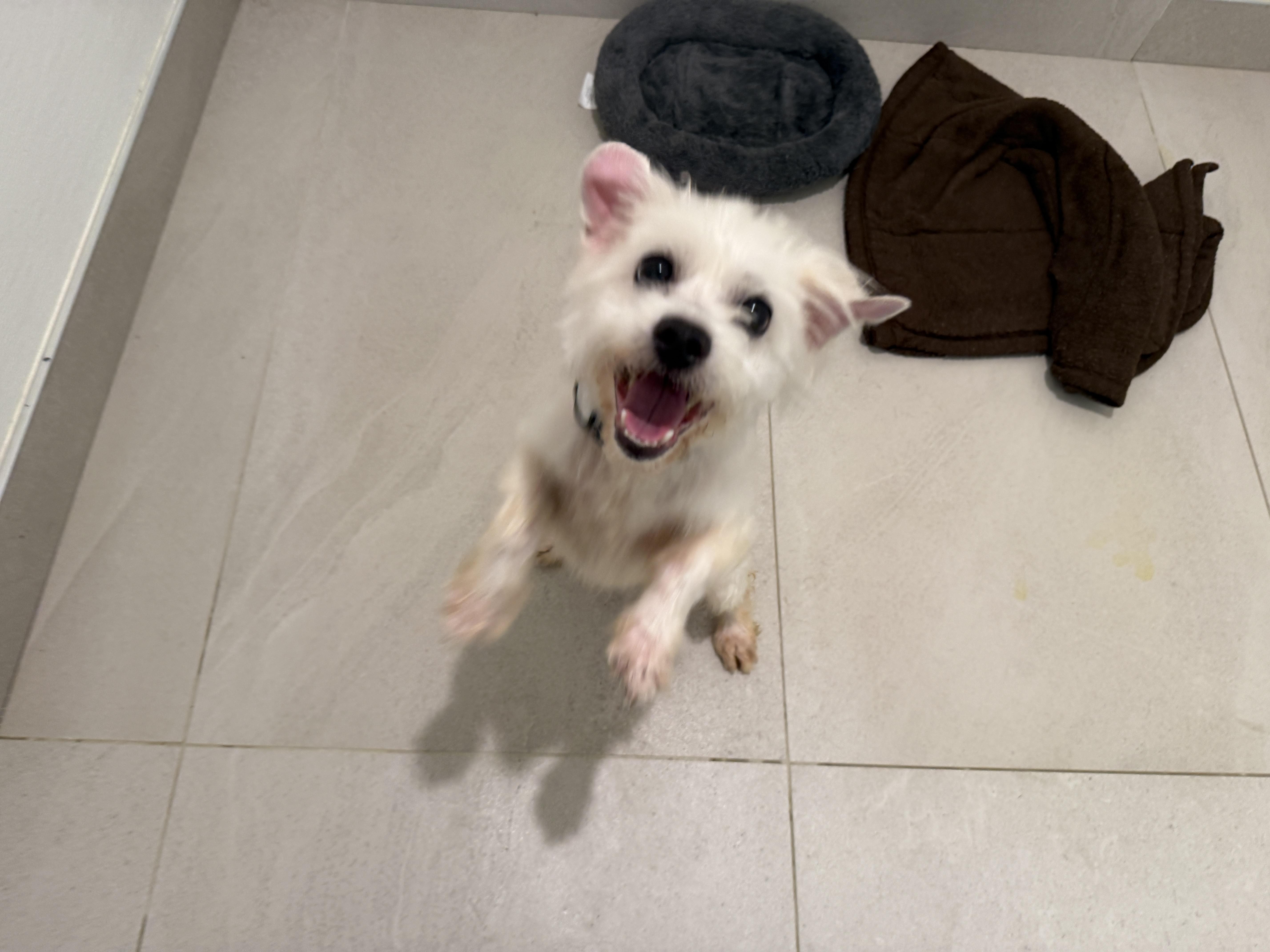 Tito thumbnail 2