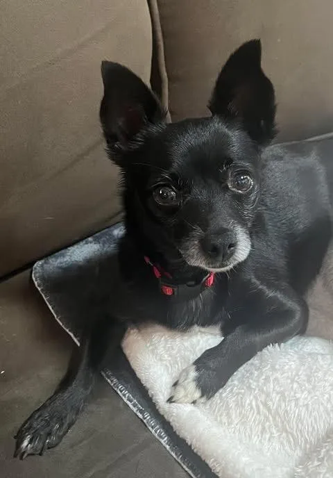 An adult small-sized female Chihuahua dog named Wren for adoption in Bryan, TX