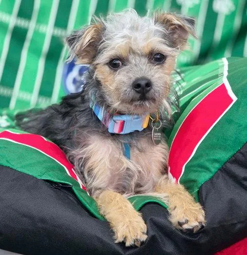 A young small-sized male Terrier dog named Sheldon for adoption in Anaheim Hills, CA