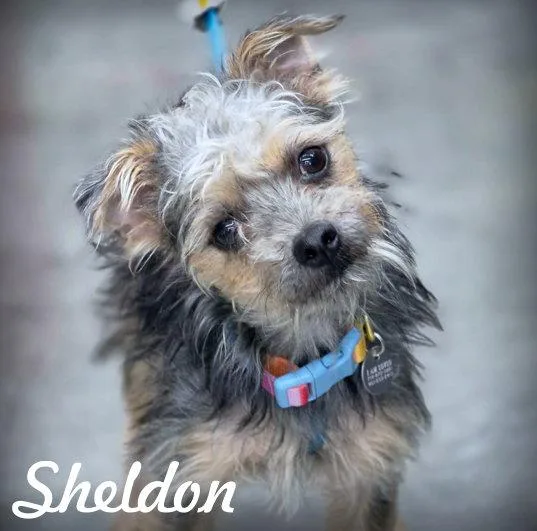 Sheldon thumbnail 3