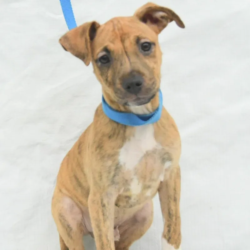 A baby medium-sized male Yellow / Tan / Blond / Fawn Mountain Cur dog named Felix for adoption in Natchez, MS