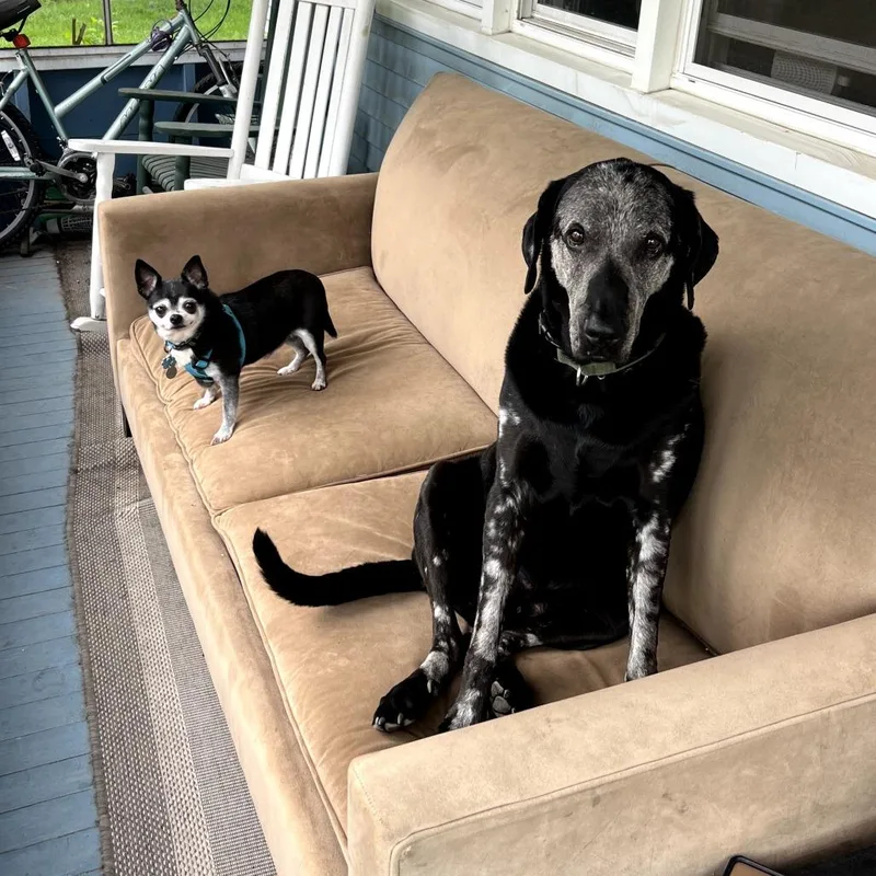 A senior small-sized male Black Chihuahua dog named Samuel for adoption in Saratoga Springs, NY