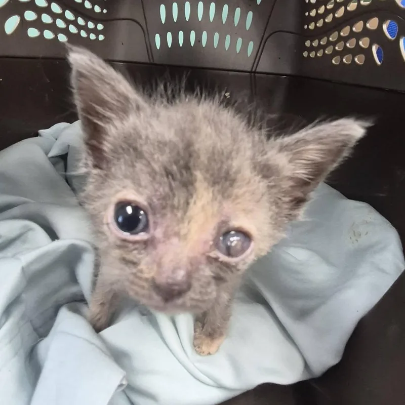 A baby small-sized female Domestic Short Hair cat named Blynken for adoption in Cleveland, MS