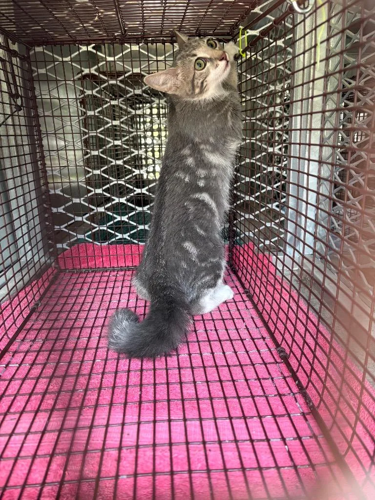 A young medium-sized male Domestic Short Hair cat named Jackal for adoption in New Braunfels, TX