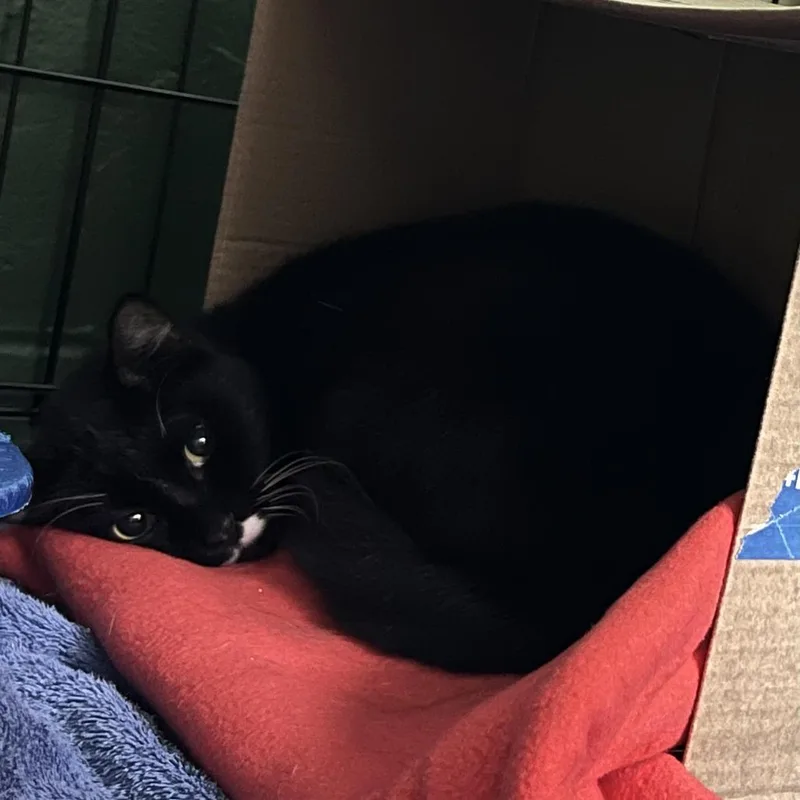 A young medium-sized male Domestic Short Hair cat named Sphinx for adoption in Tacoma, WA
