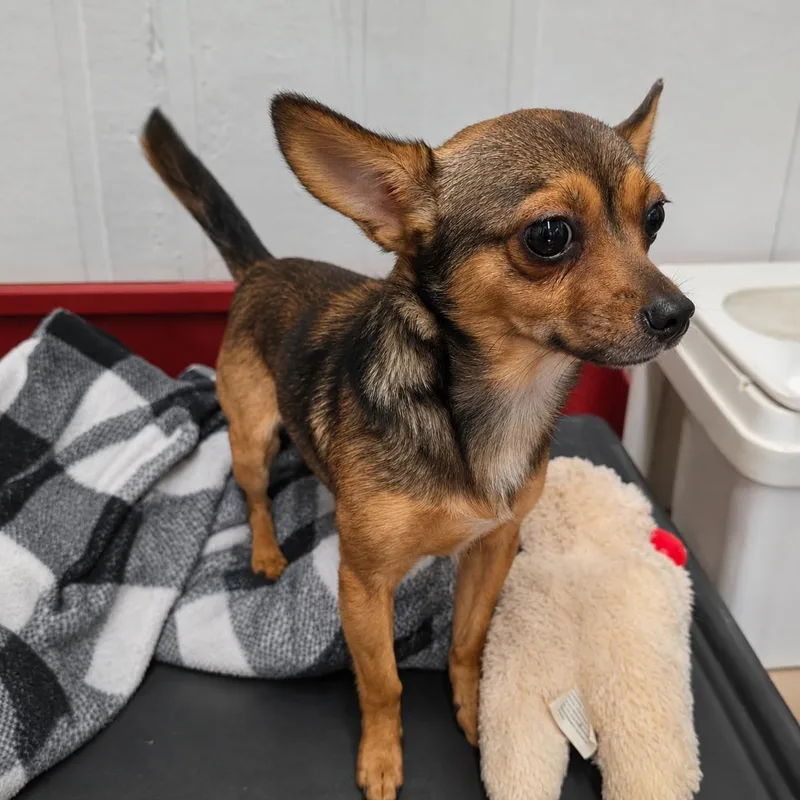 A young small-sized male Tricolor (Brown, Black, & White) Chihuahua dog named Robbie for adoption in Wheelersburg, OH