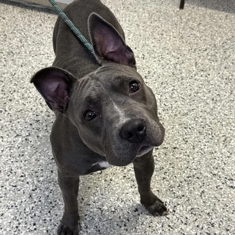 An adult medium-sized female Gray / Blue / Silver American Bulldog dog named Precious for adoption in Hattiesburg, MS
