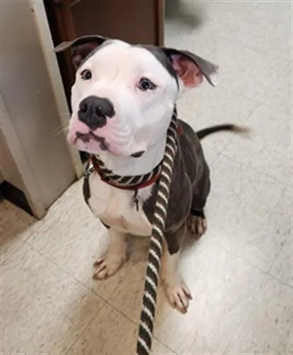 A young medium-sized male Pit Bull Terrier dog named Tj A for adoption in Plano, TX
