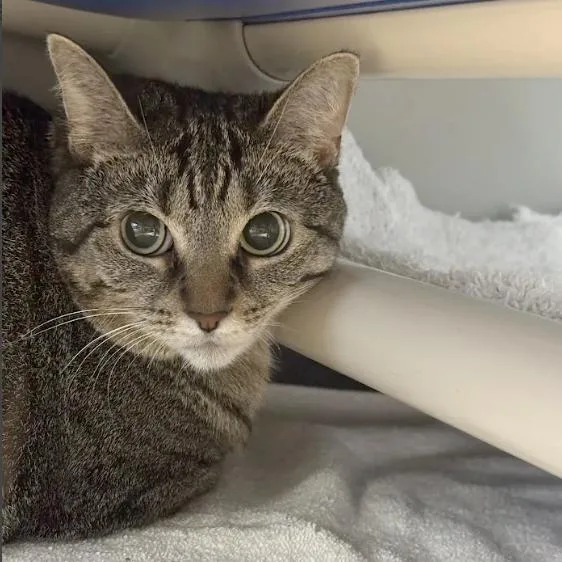 An adult large-sized female Brown / Chocolate Domestic Short Hair cat named Yoko Ono for adoption in Austin, TX