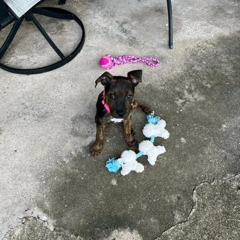 A baby small-sized female Brown / Chocolate Mixed Breed dog named Coco for adoption in Houston, TX