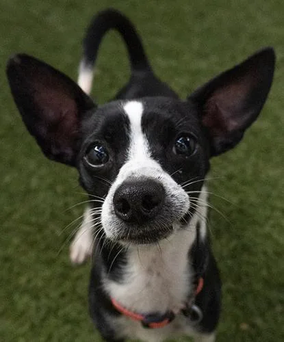An adult small-sized male Black Chihuahua dog named Beetlebub for adoption in Encinitas, CA