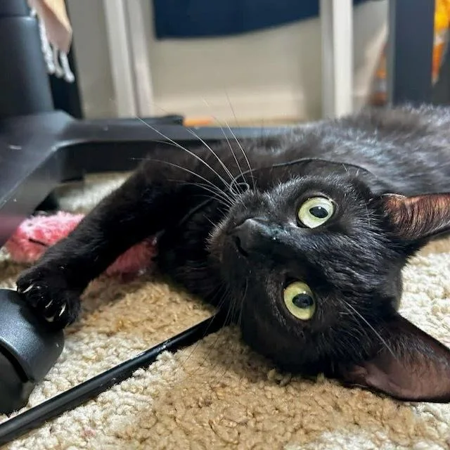 An adult small-sized female Domestic Short Hair cat named Sonora for adoption in Chicago, IL