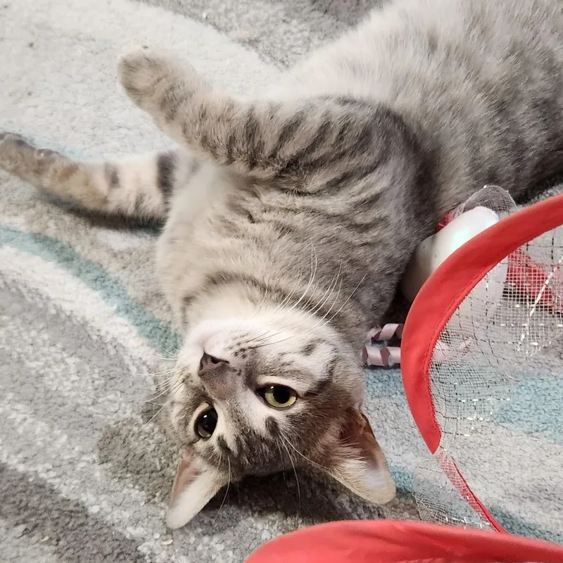 Dakota Haseman thumbnail 2