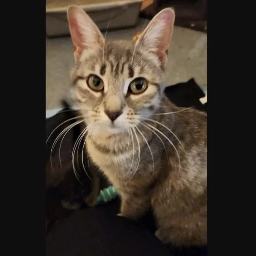 A young medium-sized female Tabby (Gray / Blue / Silver) Domestic Short Hair cat named Dakota Haseman for adoption in Morrison, CO