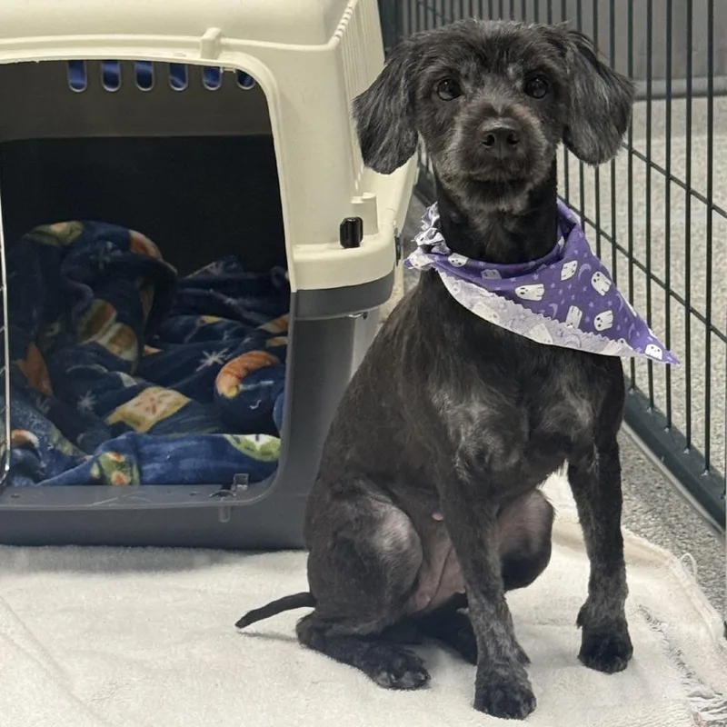 A senior small-sized female Black Miniature Schnauzer dog named Monkey for adoption in Mooresville, NC