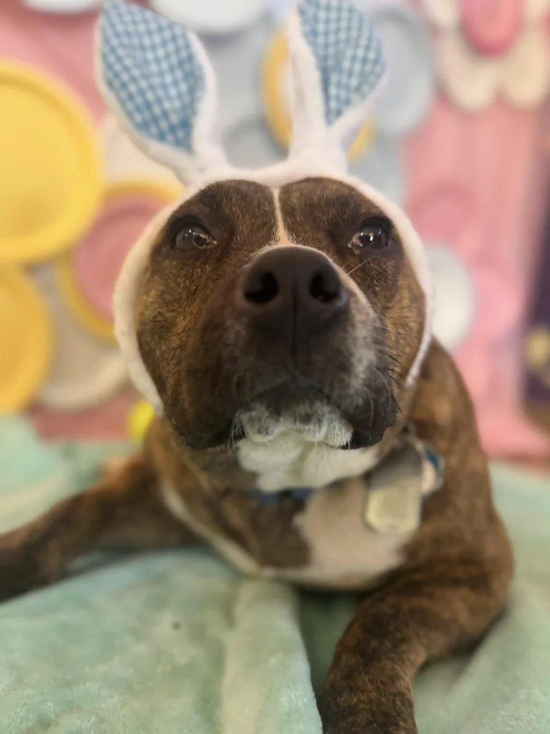 Bulbasaur thumbnail 2