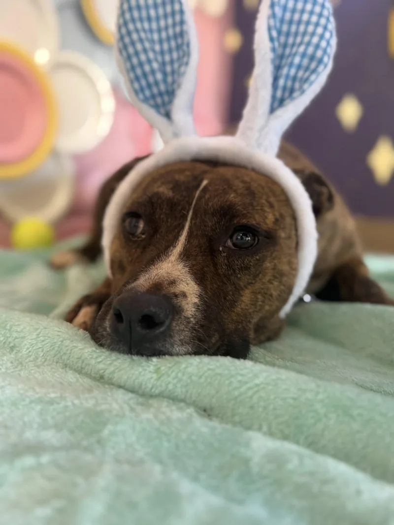 Bulbasaur thumbnail 3