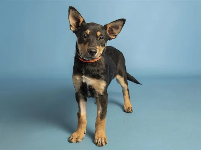 A baby small-sized female Australian Shepherd dog named Poppy for adoption in Phoenix, AZ