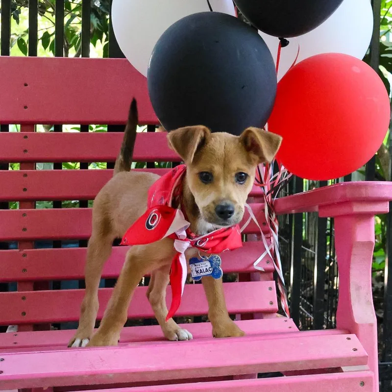 A baby small-sized male Yellow / Tan / Blond / Fawn Labrador Retriever dog named Kalach for adoption in Wake Forest, NC
