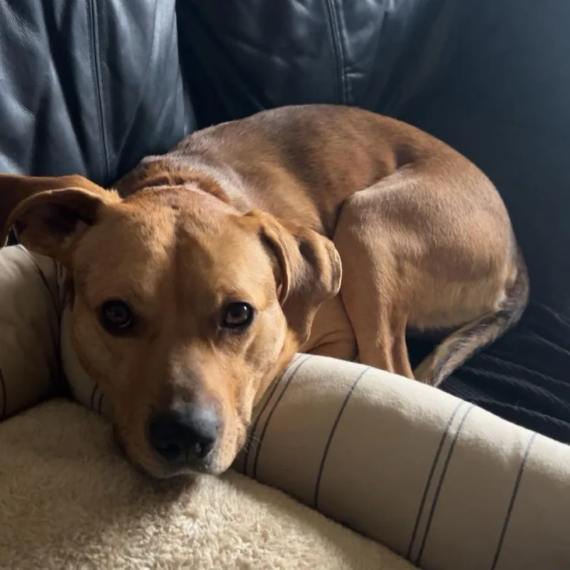 An adult medium-sized male Yellow / Tan / Blond / Fawn Mixed Breed dog named Rusty for adoption in Harrisonburg, VA
