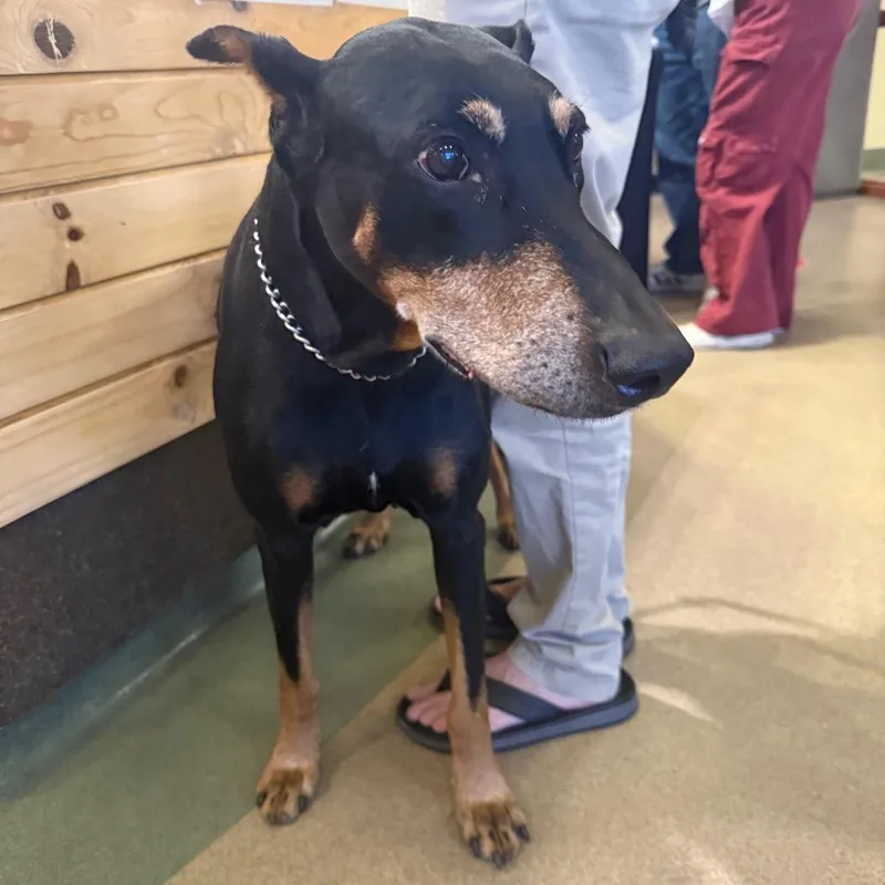 An adult large-sized female Black Doberman Pinscher dog named Iepastray for adoption in Upland, CA