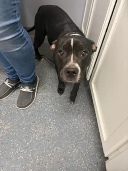 An adult medium-sized female Pit Bull Terrier dog named Raven for adoption in Morristown, TN