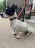 A young small-sized male Jack Russell Terrier dog named Hops for adoption in Crete, IL