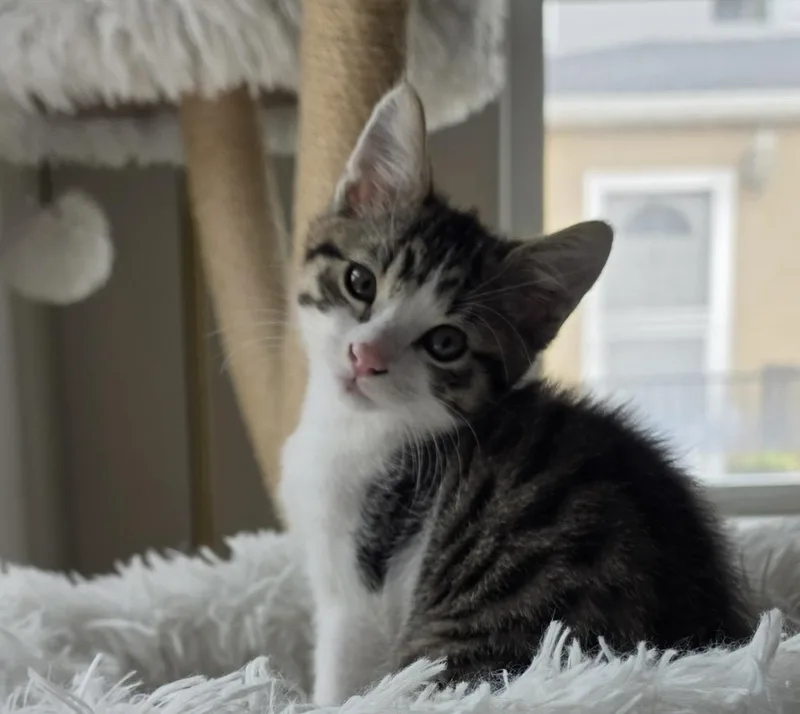 A baby small-sized male Gray / Blue / Silver Domestic Short Hair cat named Grant for adoption in Los Angeles, CA