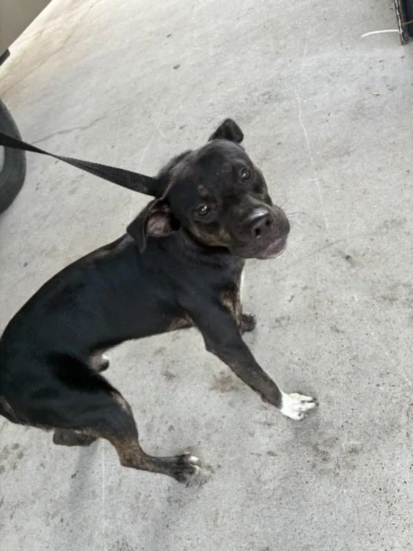 A young medium-sized male Pit Bull Terrier dog named Nibblet for adoption in Texas City, TX