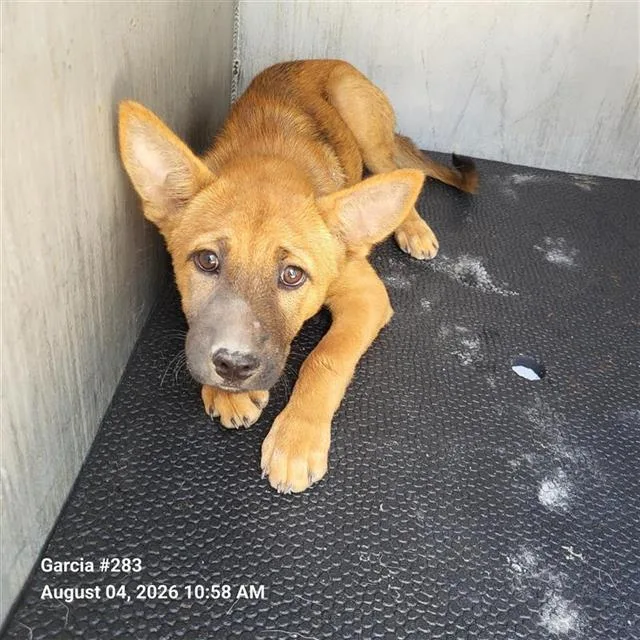 A baby small-sized female German Shepherd Dog dog named Rita for adoption in San Antonio, TX