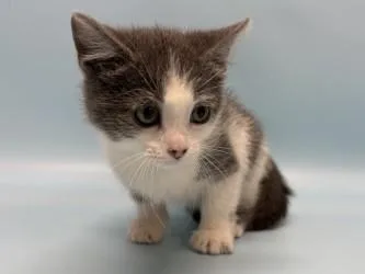A baby small-sized female Domestic Short Hair cat named Cloudy for adoption in Golden Valley, MN