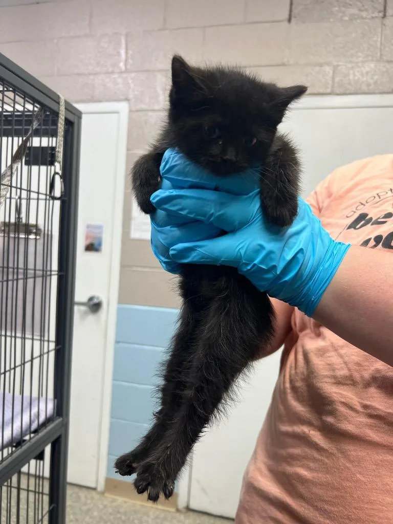 A baby small-sized female Domestic Short Hair cat named Liza for adoption in Blountville, TN