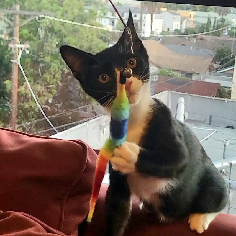 A baby small-sized male Black Domestic Short Hair cat named Yoda for adoption in Los Angeles, CA