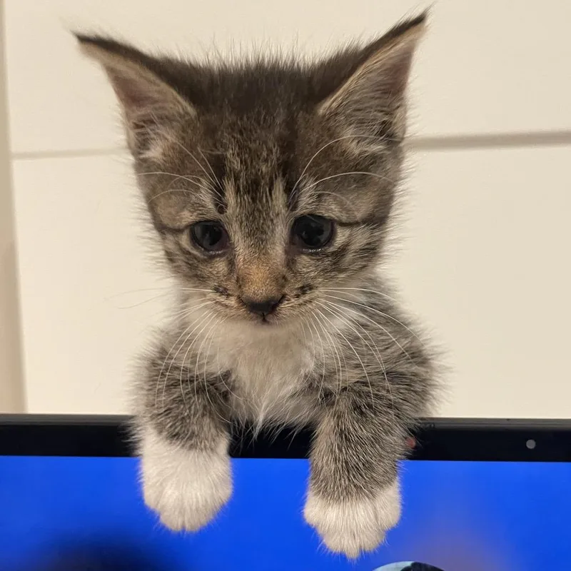 A baby small-sized male Brown / Chocolate Domestic Short Hair cat named Tiki for adoption in Oakton, VA