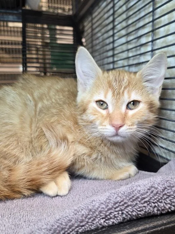 A baby small-sized male Domestic Short Hair cat named Garlic Bread for adoption in Millersville, MD
