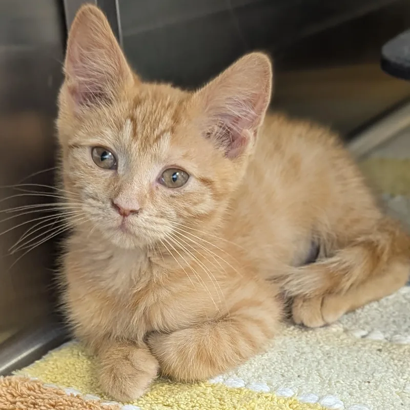 A baby medium-sized female Tabby (Orange / Red) Domestic Short Hair cat named Mesa for adoption in Jefferson, WI