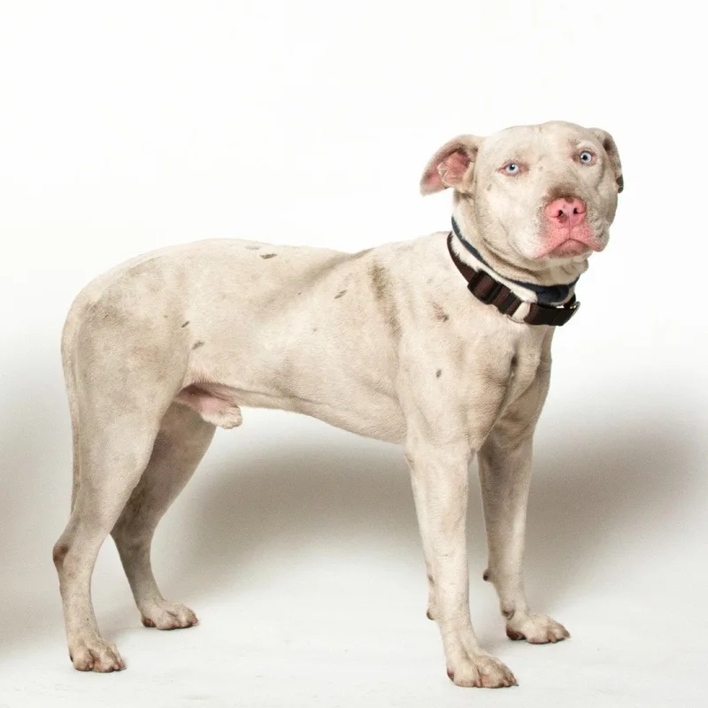 A young medium-sized male Pit Bull Terrier dog named Bennie for adoption in Oakland, CA