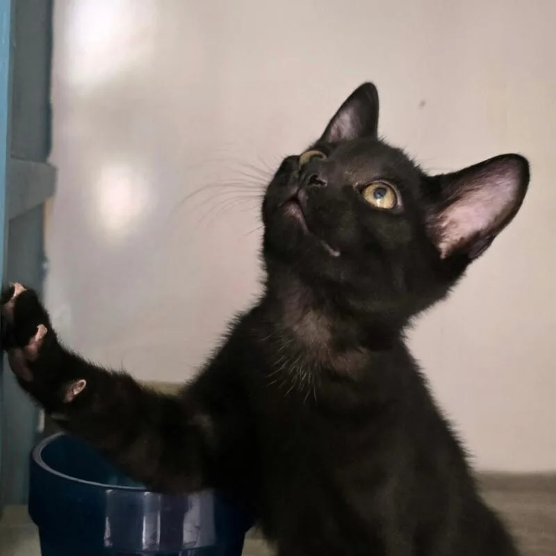 Peppercorn