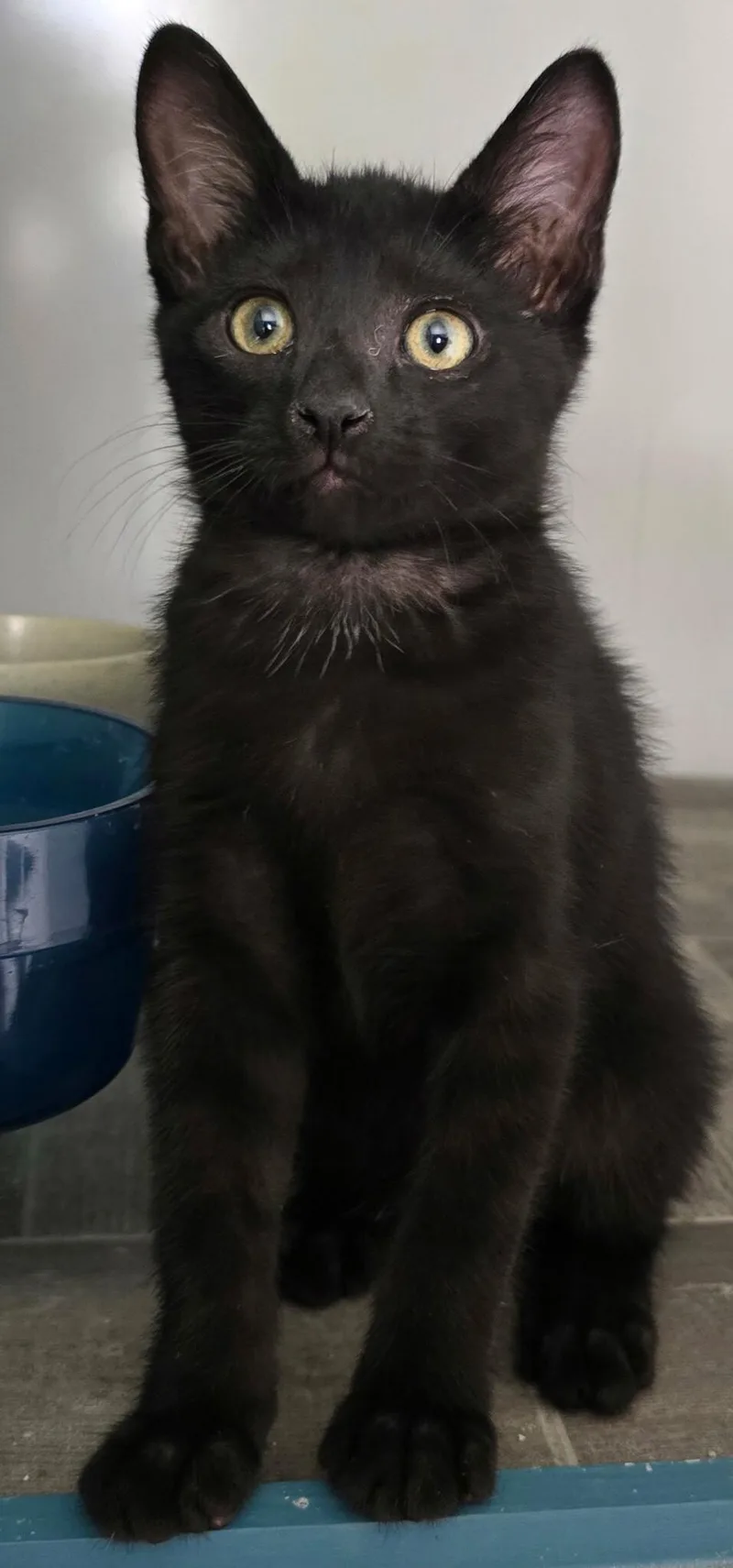 Peppercorn thumbnail 2