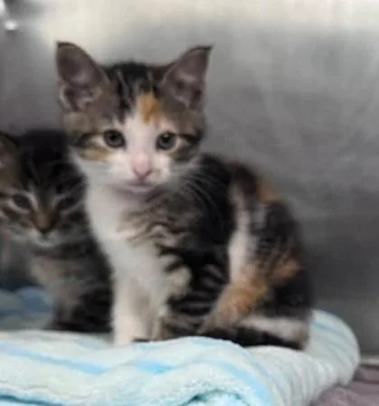 A baby small-sized female Domestic Short Hair cat named Penny for adoption in Hobart, IN