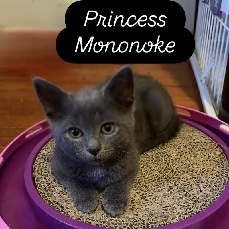 Mononoke thumbnail 6