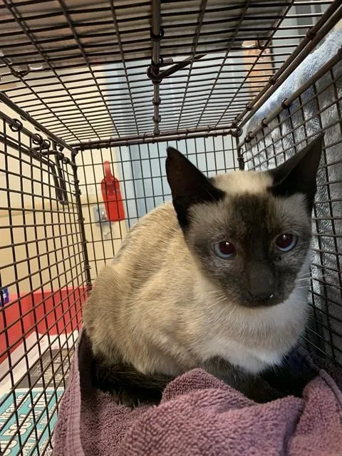 A young medium-sized female Domestic Short Hair cat named Mi Amore for adoption in San Jose, CA
