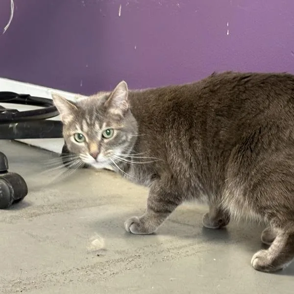 An adult medium-sized female Domestic Short Hair cat named Sassafras for adoption in Salt Lake City, UT