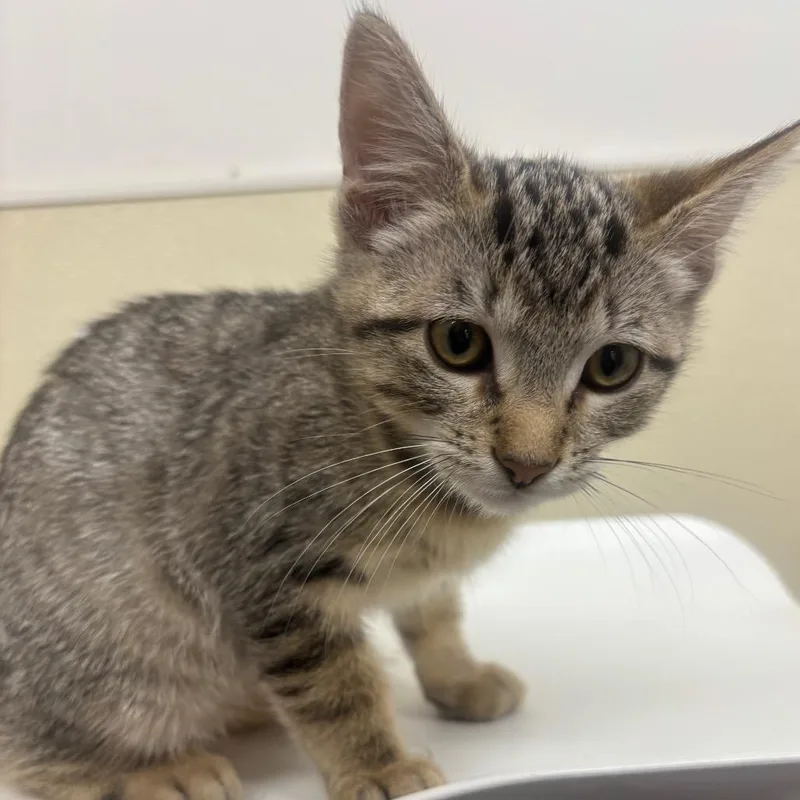 A baby small-sized male Gray / Blue / Silver Domestic Short Hair cat named Sebastian for adoption in Point Richmond, CA