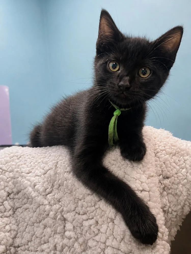 A baby small-sized male Domestic Short Hair cat named Bel Air for adoption in Chicago, IL